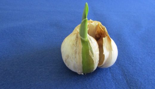 にんにくとにんにくの芽の違いは？毒があるって聞いたけど食べれる？