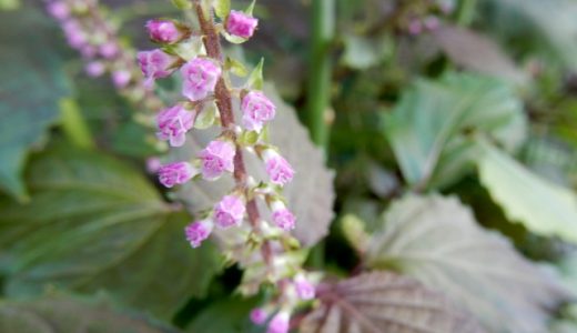 紫蘇の花の保存方法は？食べる事はできる？長期保存の方法は？