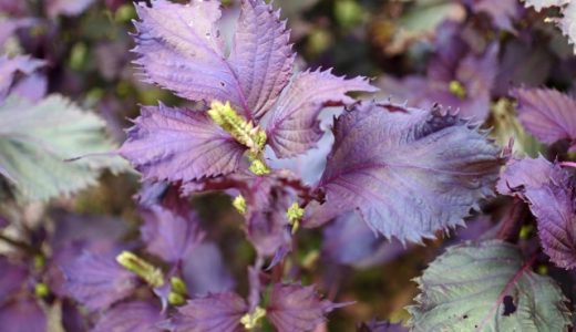 赤紫蘇の実は食べられる？調味料や具材としてもおすすめ！使い方は？