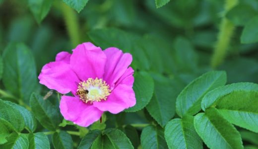 ハマナスの実は毒がある？味の口コミや葉の使いかたを紹介！