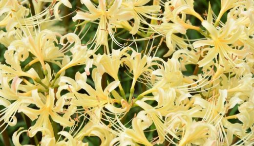 たまねぎの品種一覧｜白･黄･赤玉ねぎの特徴･味･旬の時期は?