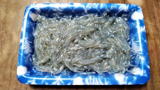 生しらすはあたる可能性がある 食中毒だった場合の潜伏期間は お役立ち 季節の耳より情報局