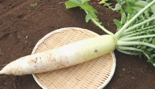 大根を生で食べると効率よく栄養を摂取できる！生食は危険ではない？