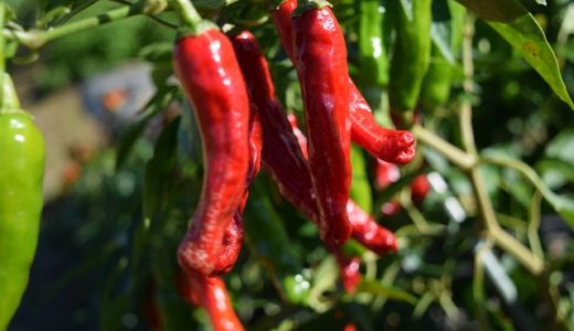 唐辛子アレルギーの症状｜かゆみ・下痢･腹痛・喉、顔に出る?息苦しい?