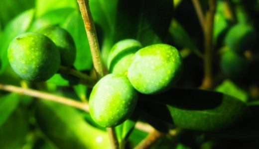 オリーブのおつまみは太る?栄養は?1日何個まで食べていいの?