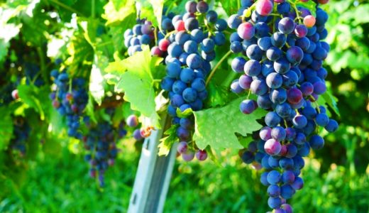 ぶどうでアレルギーになる場合の症状を紹介！対処法や注意点も