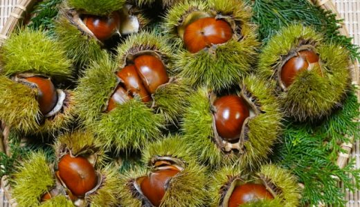 栗アレルギーの症状を紹介！対処法や栗を食べる際の注意点も