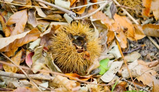 栗から出ている白い粉は何？食べられる？理由や腐敗の見分け方も