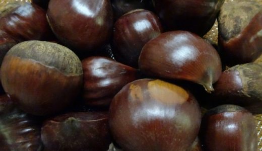 栗の品種一覧を特徴別で紹介！各特徴や味•使い方の違いも