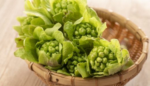 ふきのとうの苦味成分を紹介！栄養や成分・旬の時期や口コミも