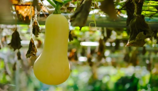 ひょうたんかぼちゃの味はまずい？美味しい？お勧めの食べ方も！