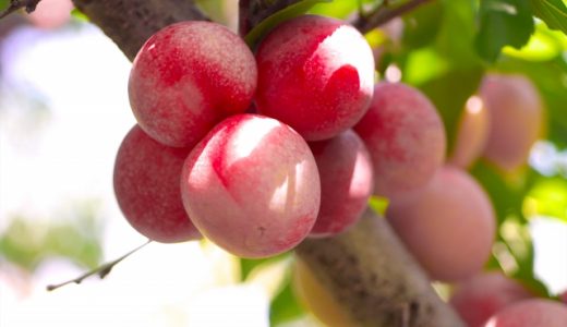 プラムのお勧めの食べ方とは？そのまま食べることは出来る？