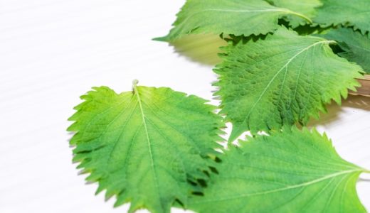 紫蘇と大葉の違いは何？赤紫蘇と青紫蘇の違いやお勧めの用途も解説！