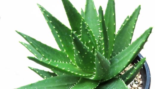 アロエベラの保存方法は？シロップ漬けは冷凍しても大丈夫？