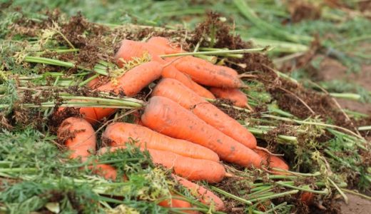 収穫した人参の保存方法｜新聞紙を使う?常温・冷蔵?長持ちさせるには?