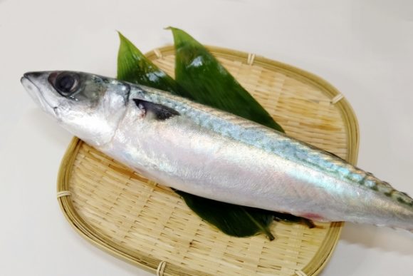 鯖の生焼けを食べてしまったら?食中毒になる?対処法は?見分け方は? | | お役立ち!季節の耳より情報局