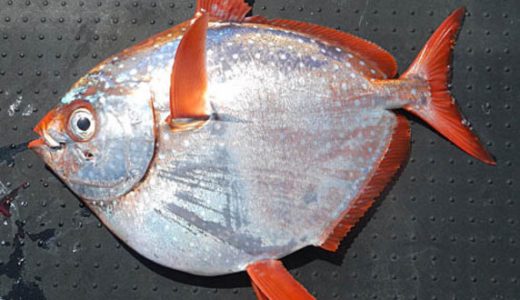 アカマンボウは寄生虫がついてる？回転寿司での都市伝説の真相は…