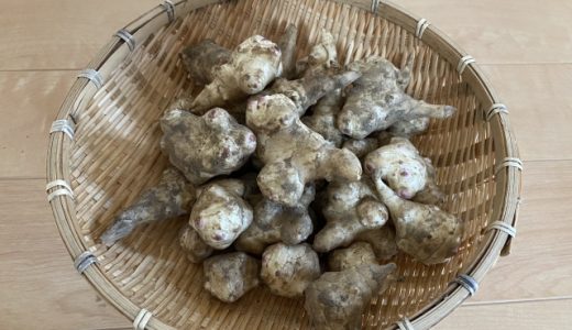 生の菊芋のお勧めの食べ方！効能は？どんな料理に向いてるの？