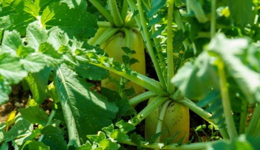 大根の葉の苦みを消す方法を紹介！処理後のアレンジや栄養も