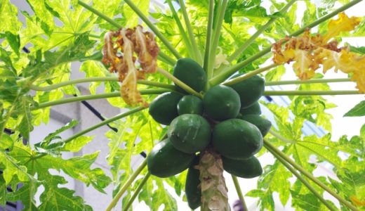 青パパイヤが腐る時の見分け方を紹介！原因や日持ちさせるコツも！
