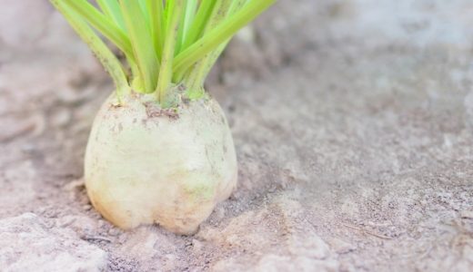 切った大根を水につけて保存するのは正解？日持ちは？リメイクも