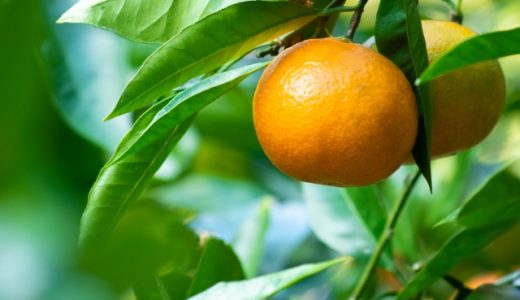 酸っぱいミカンを甘くする方法は？砂糖漬けの作り方も紹介！