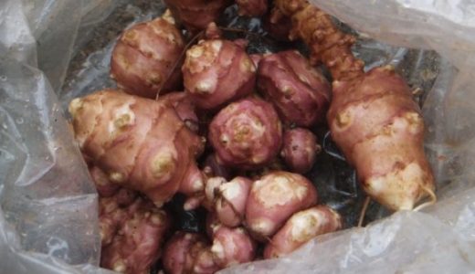 菊芋の効果的な食べ方！1日の摂取量や効果、注意点も解説！