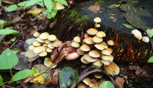 ニガクリタケとなめこの見分け方・特徴は？毒性があるキノコに注意！