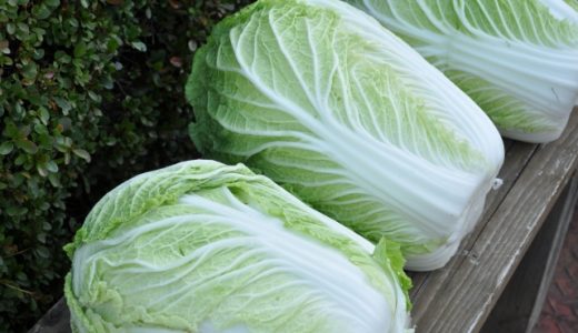 白菜の芯･根元が腐ってる？カビが？黒・茶色に？見分け方は？食中毒は？