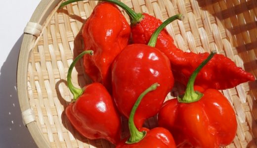 赤唐辛子を生で食べることは可能？味は？注意点やアレンジも紹介
