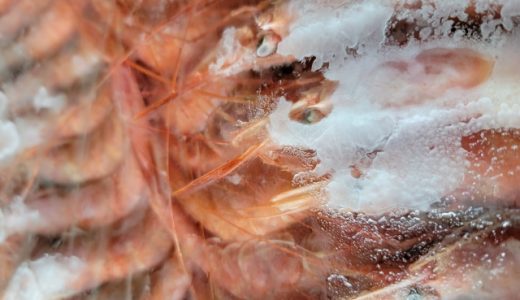 冷凍の甘エビは生で食べることができる?正しい解凍方法を解説