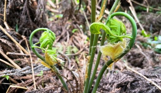 乾燥ぜんまいの賞味期限・日持ち｜保存方法は？白いカビが？戻し方は？ナムルに？